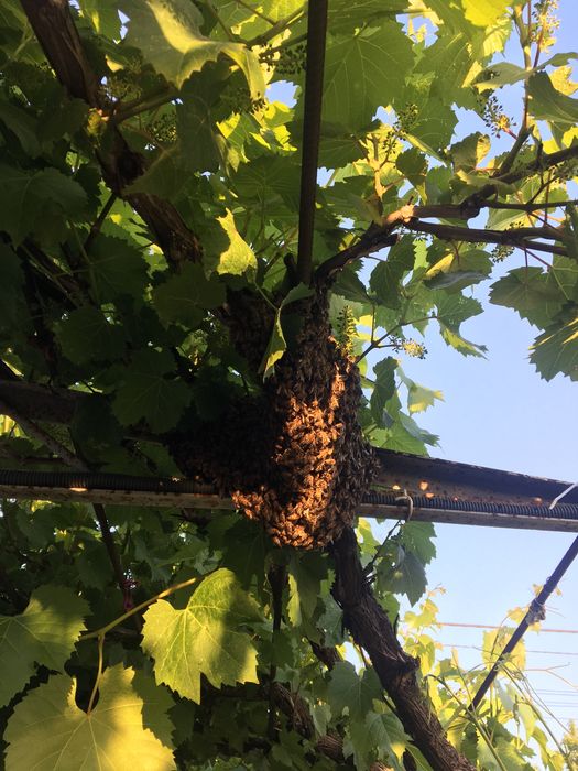 Домашний  натуральний мед !!!