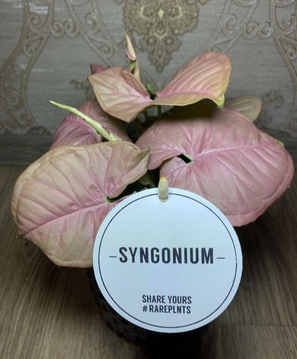 Сингониум Неон Пинк