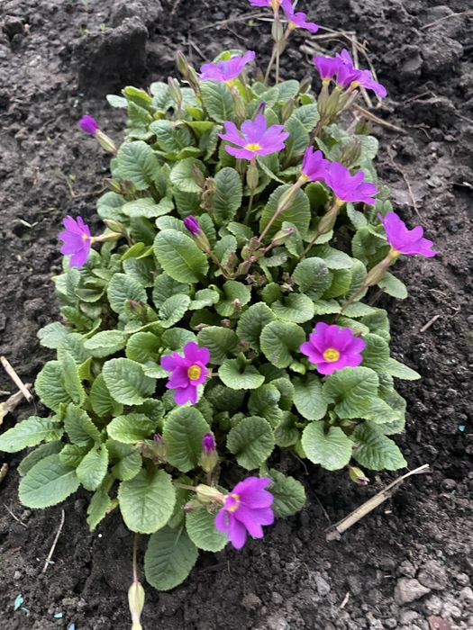 Поимула садова зимостійка.