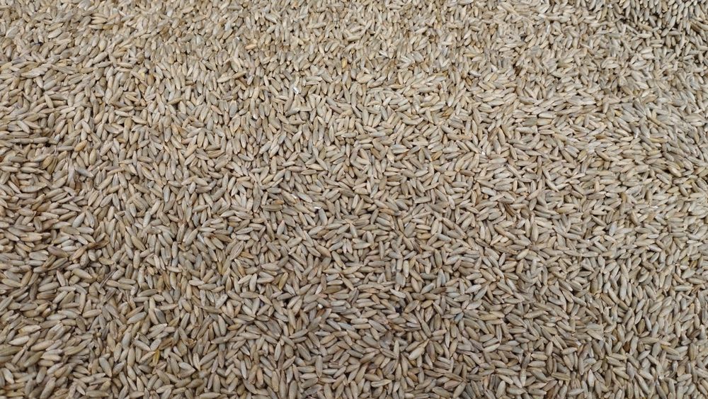 Żyto hybrydowe Dolaro F1