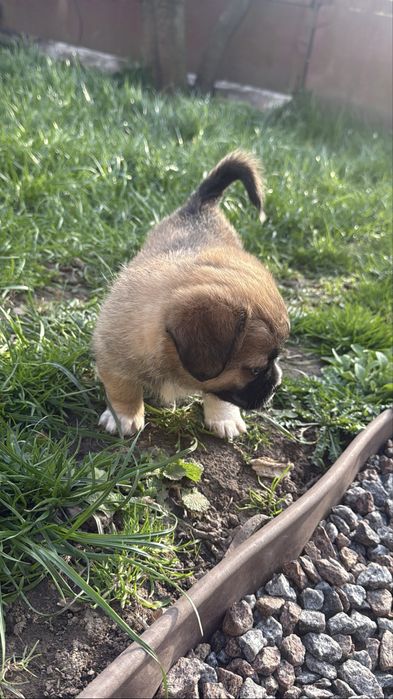 Продам цуценя зхрещене зпекінесом