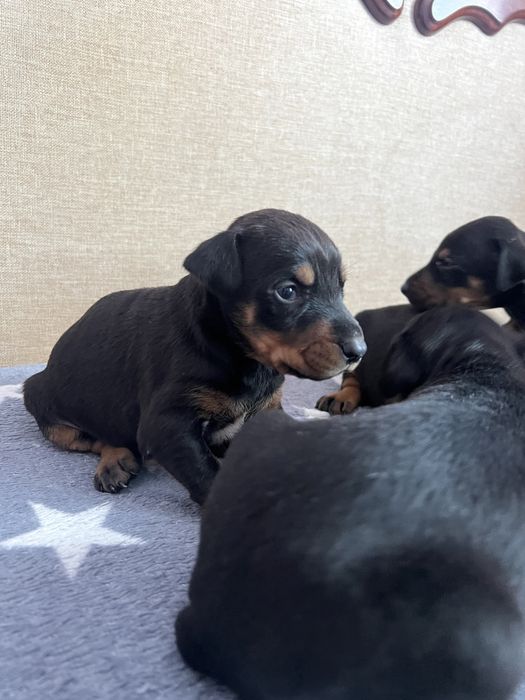 Щенки добермана с документами шикарные мальчики и девочки