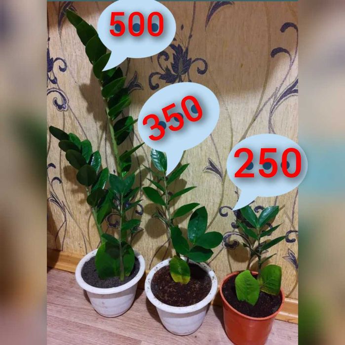 Замиокулькас Долларовое дерево