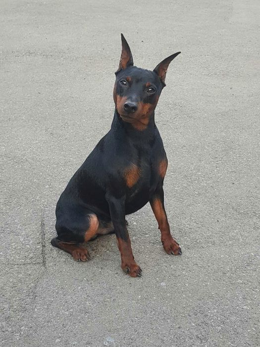 Цвергпинчер вязка