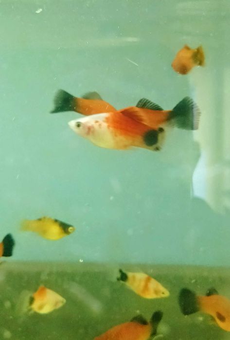 Platka ryba akwariowa