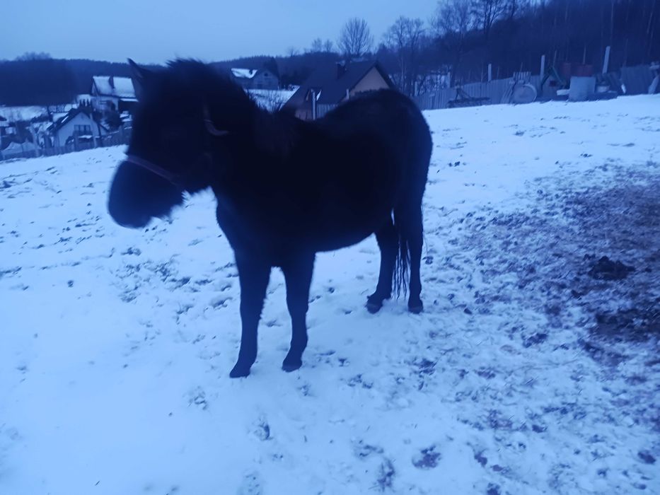 Sprzedam klacz huculską