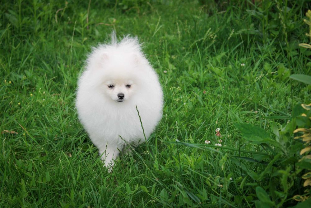 Нереально красива дівчинка померанський шпіц з документами ксу!