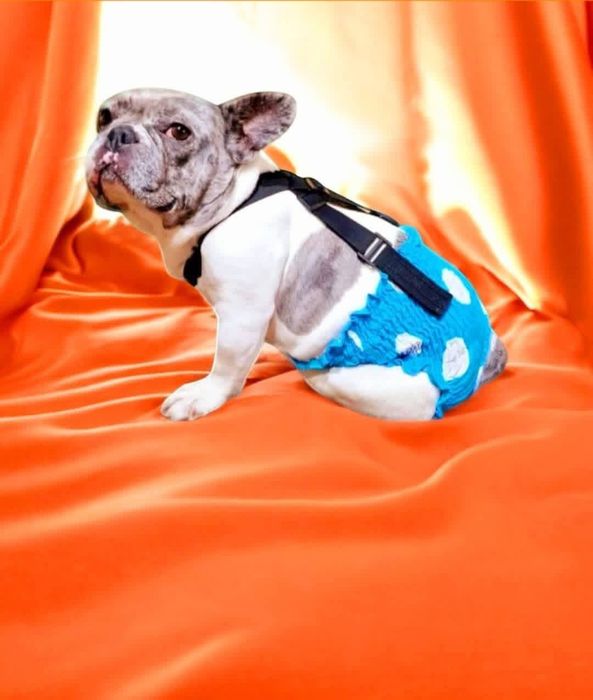 Трусы для собак на подтяжках