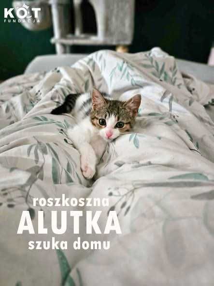 Alutka szuka domu