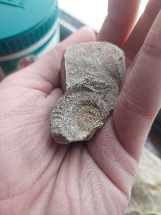 Fóssil amonite Jurássico