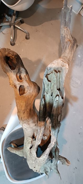 Korzeń XXL 115 cm!