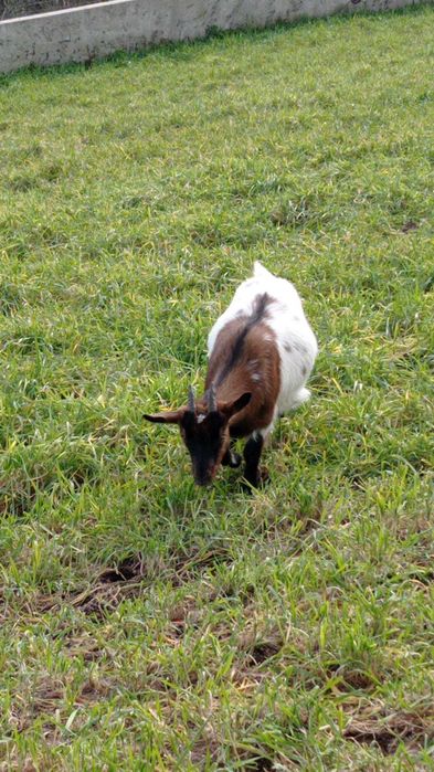 Cabras Anas e Crias Puras