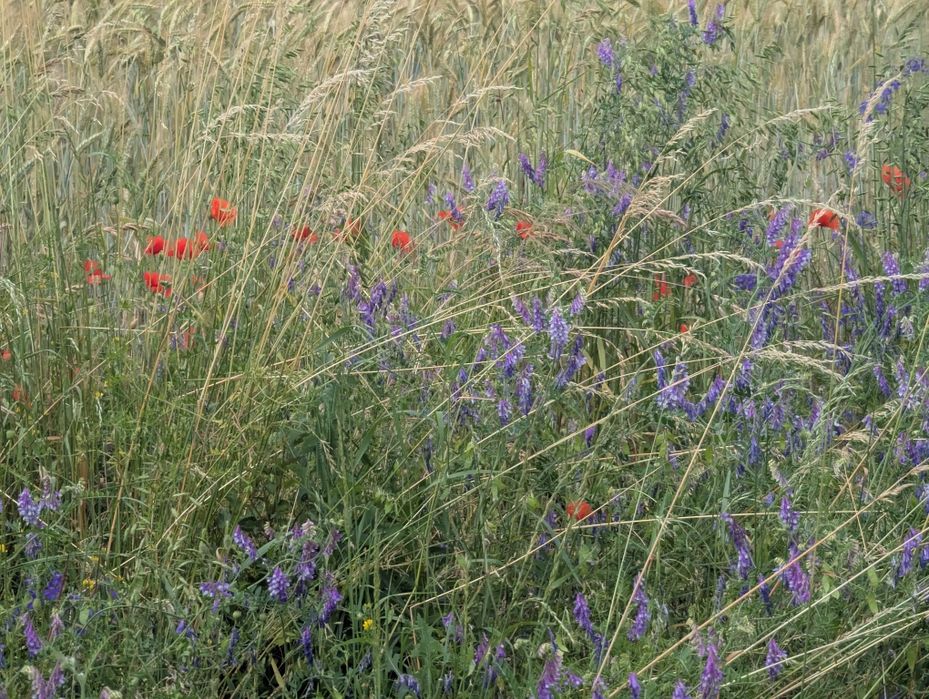 Facelia błękitna