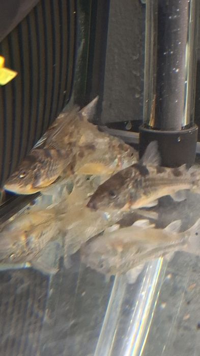 Sprzedam grupę kirysów