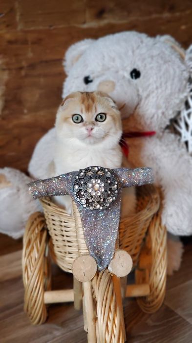 Ручные котята золотая шиншилла