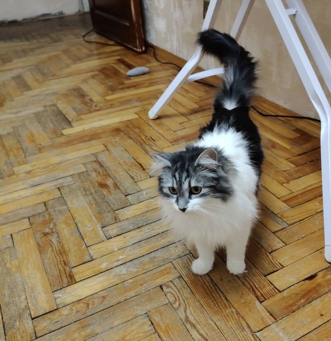 Кошеня  дівчинка  шукає відповідальну родину