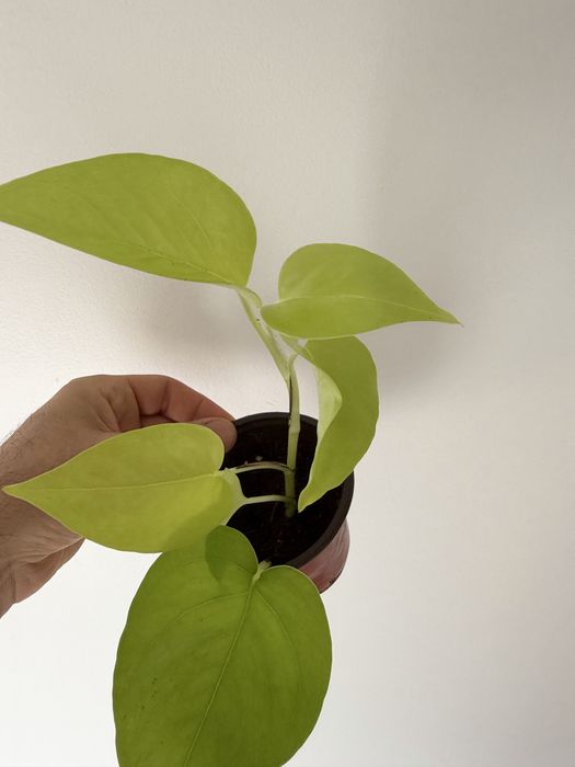 Epipremnum Lemon Lime