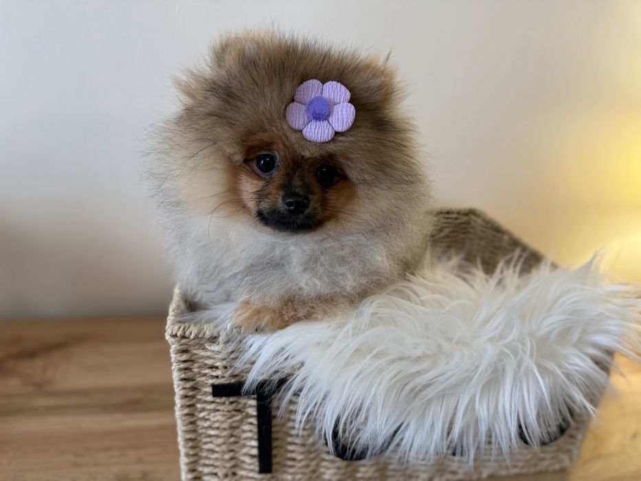 Szpic miniaturowy pomeranian FCI cudeńko miś