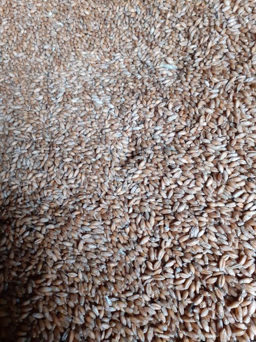 Pszenżyto / pszenżyto kurom zwierzętom