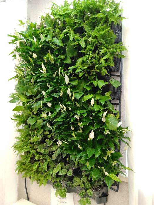 Цветовод/ флорист/ квітникар (уход за растениями)