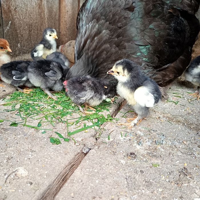 Продам квочку з курчатами!