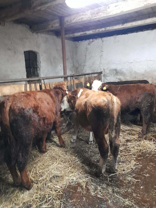 Sprzedam byczki i jałóweczki