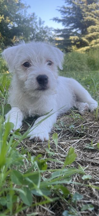 Szczeniak - Parson Russell Terrier