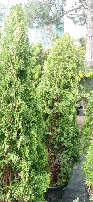 Туя Смарагд 150мм в высоту.