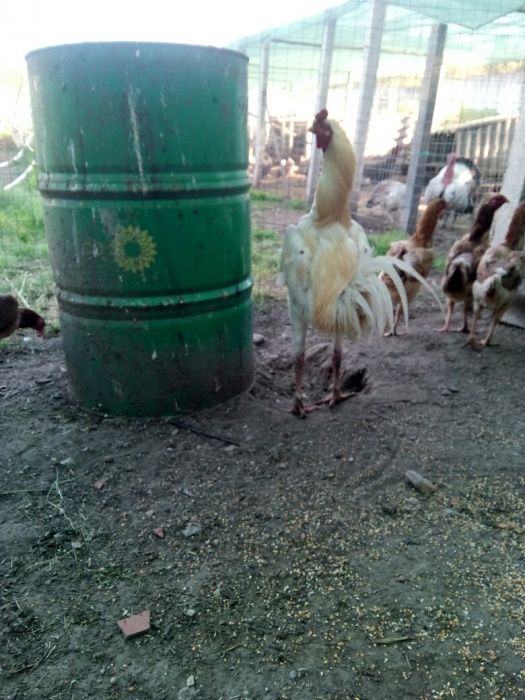 Ovos e pintos. Indio gigante