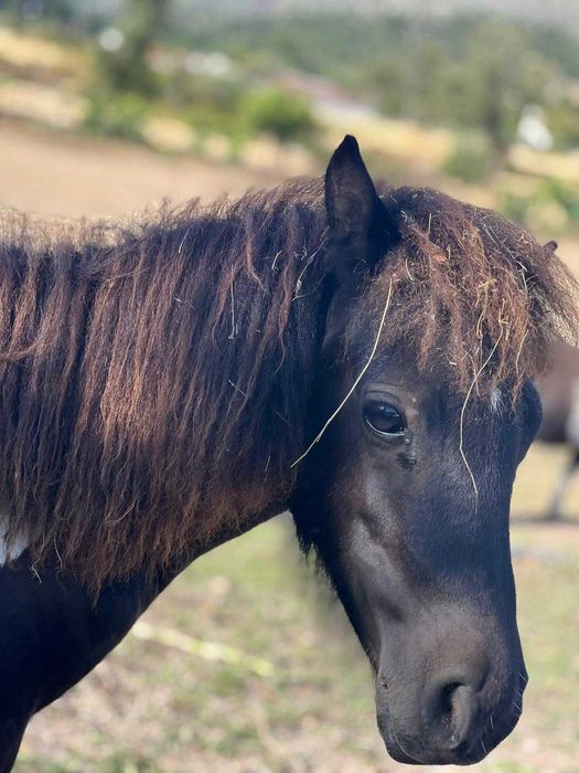 Pónei castanho e branco
