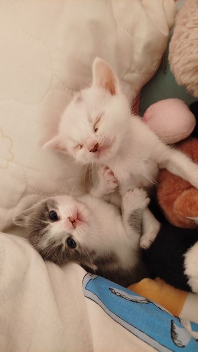 Кошенята в добрі руки