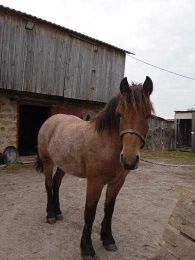 Продам кобилу завеликих коней два роки