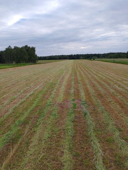 Wycinka, przycinanie i pielęgnacja krzewów pracę porządkowe Częstochowa ...