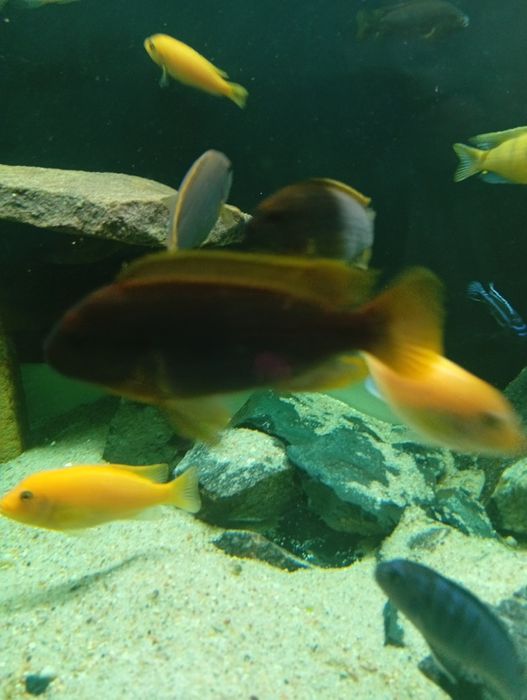 Sprzedam pyszczaki rybki