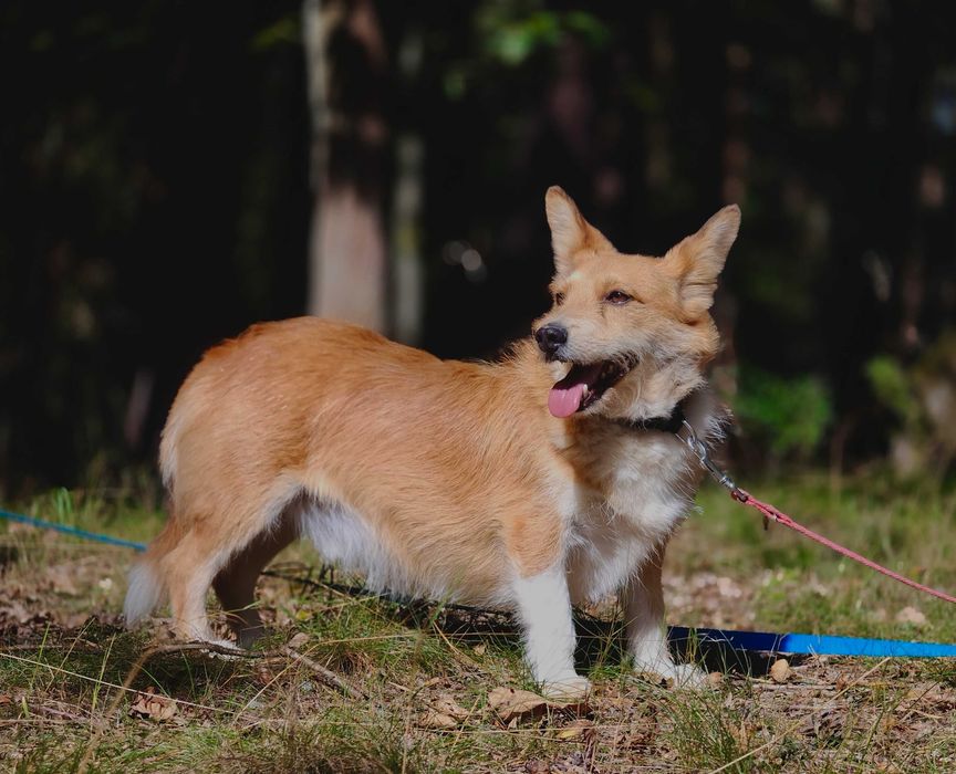 Bazyl - czy ma szansę na dom?