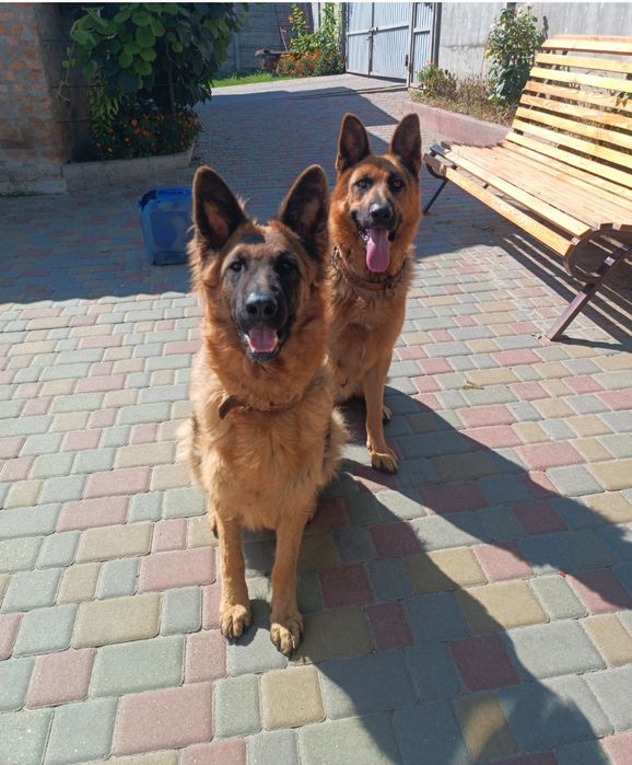 Цуценята німецької вівчарки