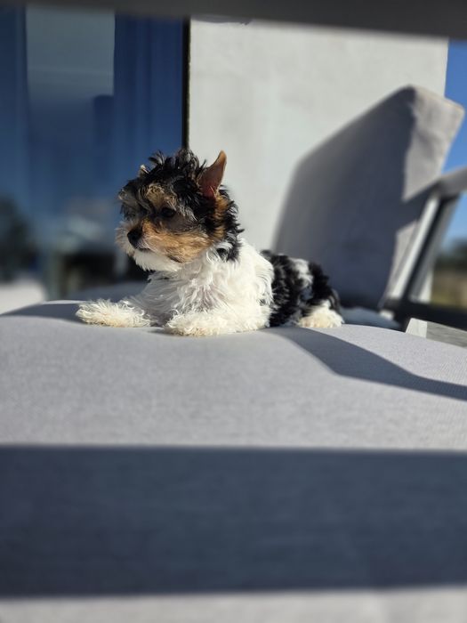 Suczka York Biewer tricolor 4 pok pelny rodowod