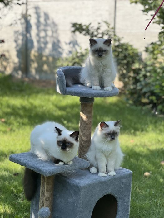 Кошенята Священна Бірма