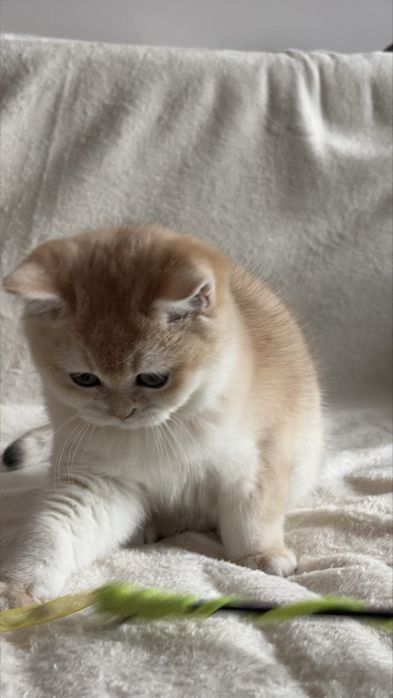 Chłopczyk brytyjski