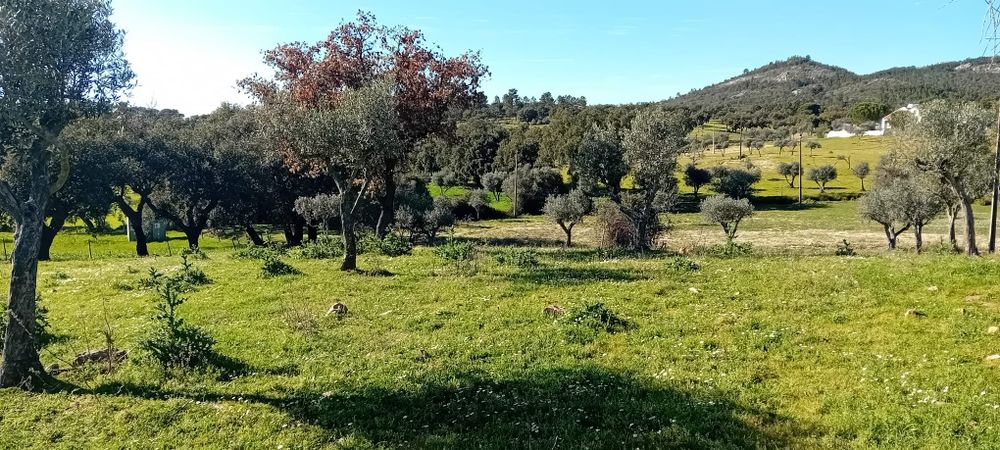 Monte alentejano 7500m2