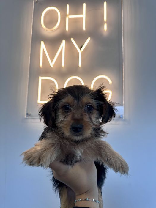 Menina - 2.5 meses, xYorkshire (5kg)
