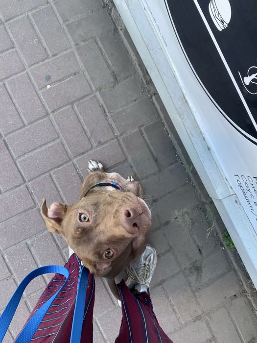 Молодая девочка питбуль ищет дом