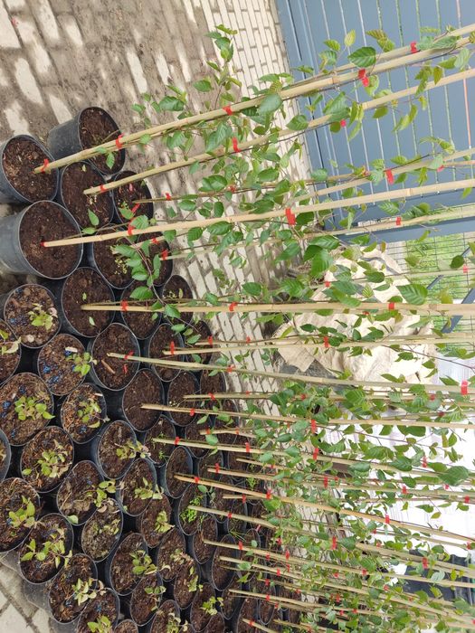 Brzoza doorenbos sadzonki w 3l doniczce  45 zł  w p9  -12 zł