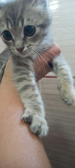 Віддам котиків  в хороші руки