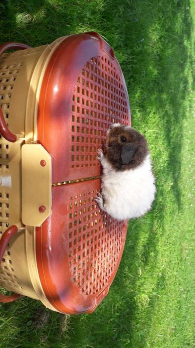 Морська свинка,  американська тедді.