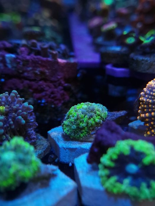 Ricordias yumma corais agua salgada