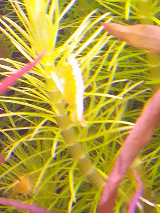 Креветка неокардина "Жовтий неон" та синя.