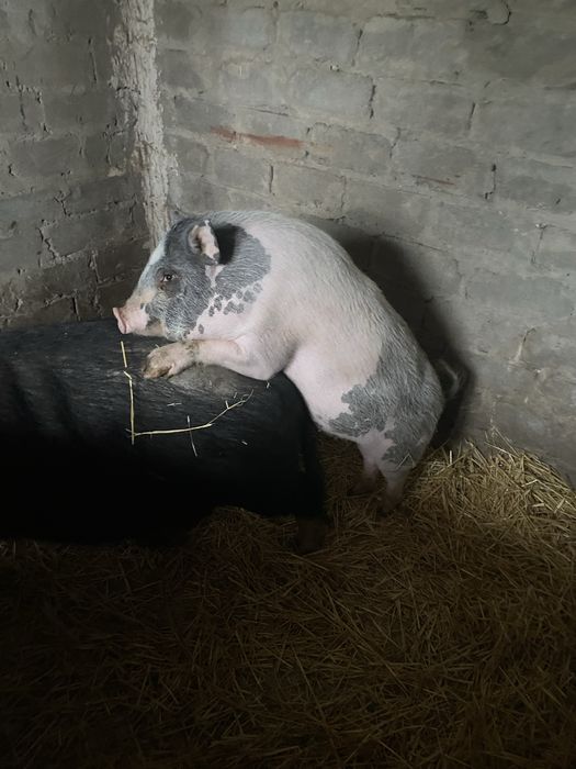 Вьетнамский кабан