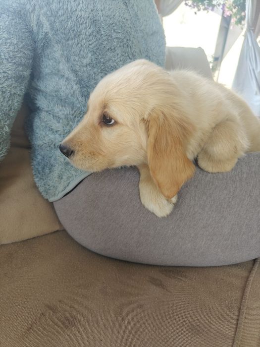 Golden Retriever rezerwacja