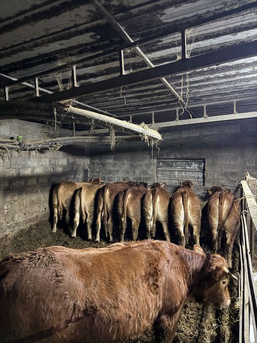 8 Novilhas prontas para abate